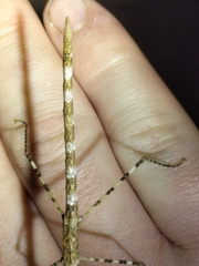 Rhamphosipyloidea queenslandica