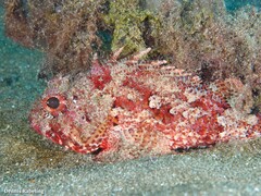 Scorpaena notata