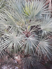 Arecaceae