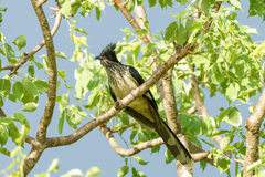 Clamator levaillantii