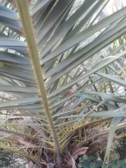 Arecaceae