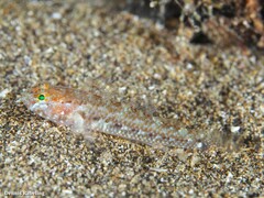 Vanneaugobius canariensis