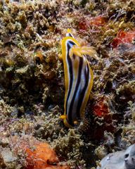 Chromodoris celinae