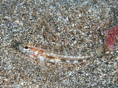 Gobius gasteveni