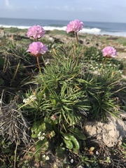 Armeria welwitschii