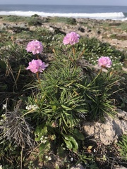Armeria welwitschii