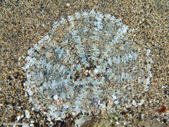 Actinostella flosculifera