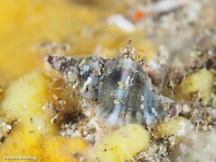 Ocenebra edwardsii