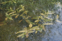 Potamogeton lucens