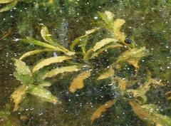 Potamogeton lucens