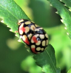 Cheilomenes sulphurea