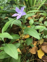 Vinca difformis