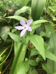 Vinca difformis