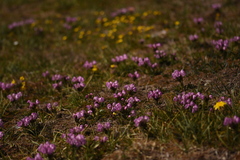 Pedicularis rhinanthoides