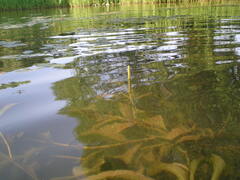 Potamogeton lucens