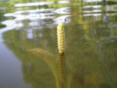 Potamogeton lucens