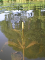 Potamogeton lucens