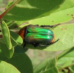 Leucocelis