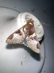 Melipotis fasciolaris