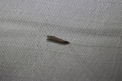 Triplectidinae