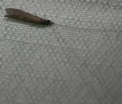 Triplectidinae