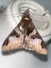 Melipotis fasciolaris
