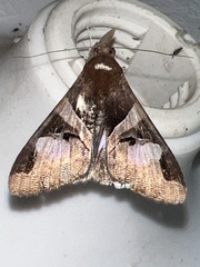 Melipotis fasciolaris