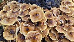 Armillaria mellea