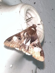 Melipotis fasciolaris