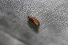 Cryptophlebia ombrodelta