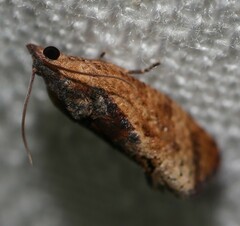 Cryptophlebia ombrodelta