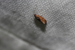 Cryptophlebia ombrodelta