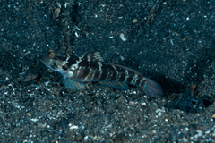 Cryptocentrus sericus