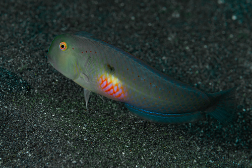 Fivefinger razorfish (Iniistius pentadactylus) — Labridae — 3