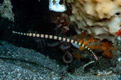 Dunckerocampus dactyliophorus