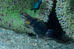 Amblygobius phalaena