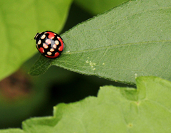 Cheilomenes sulphurea