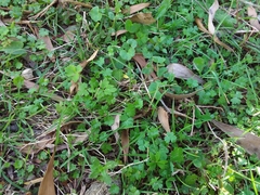 Hydrocotyle tripartita