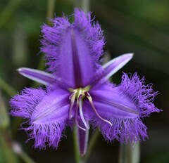 Thysanotus tuberosus tuberosus