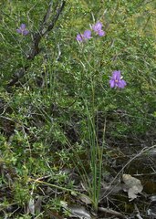 Thysanotus tuberosus tuberosus
