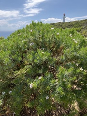 Olearia glutinosa