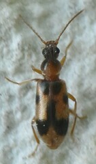 Notoxus monoceros