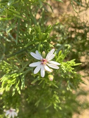 Olearia glutinosa