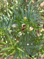 Olearia glutinosa