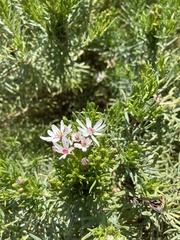 Olearia glutinosa