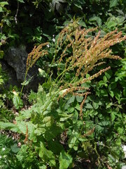 Rumex arifolius