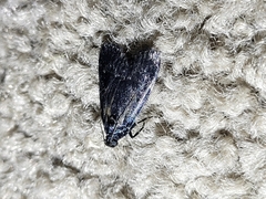 Stericta carbonalis