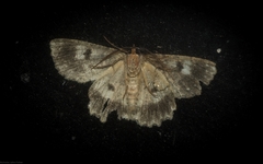 Hypodoxa