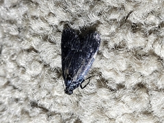 Stericta carbonalis