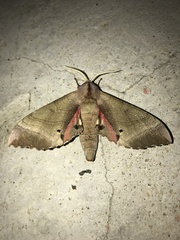 Marumba